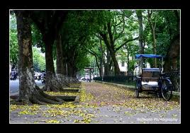 Ha noi mua thu-ฮานอยยามไม้ผลัดใบ